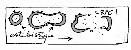 Action d'un antibiotique sur une bactérie
